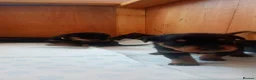 Rottweiler dogs for sale: Rottweiler puppies  - Advert 25