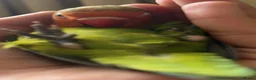 Lovebirds birds for sale: Fischer lovebird  - Advert 3