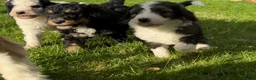 Bernedoodle dogs for sale: Outstanding Bernedoodle F1bs - Advert 10