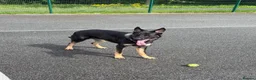 German Shepherd dogs for sale: Our Beautiful German Shepherd Boy-Kobe  in Wolverhampton - Advert 5