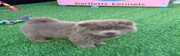 Chow Chow dogs for sale: Exotic colour male chow chow puppies for sale  - Advert 6
