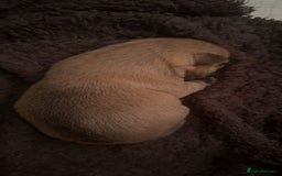 Chug dogs for sale: PUPPIES FOR SALE - Image 11