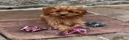 Cavapoo dogs for sale: Two lovely Cavapoo boys - Advert 6