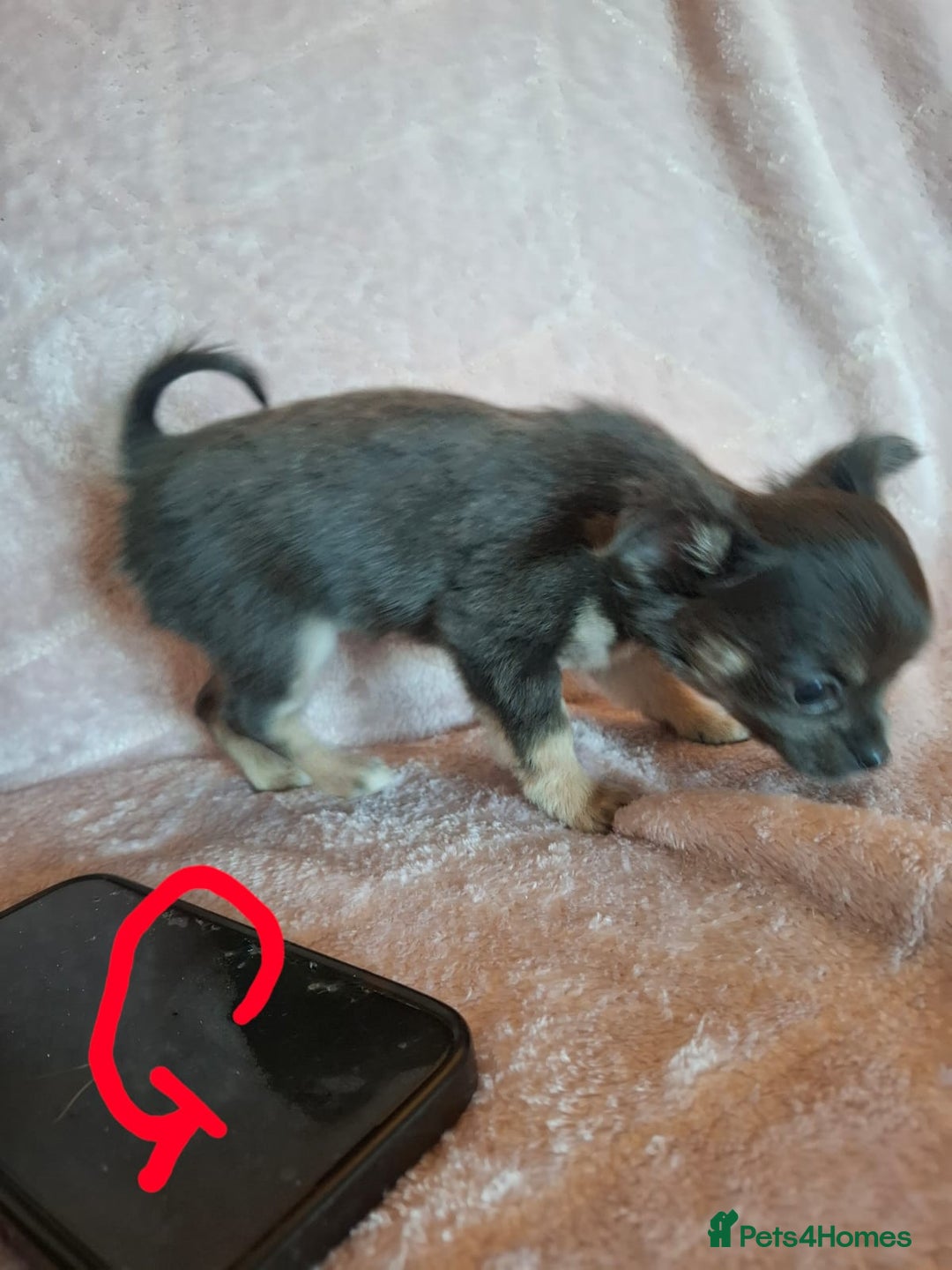 Chihuahua dogs for sale: 3 Tiny Chihuahua Pups Ready to leave  - Advert 6