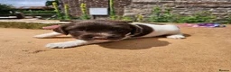 English Springer Spaniel dogs for sale: KC registered liver and white Springer spaniels in Kidderminster - Advert 13