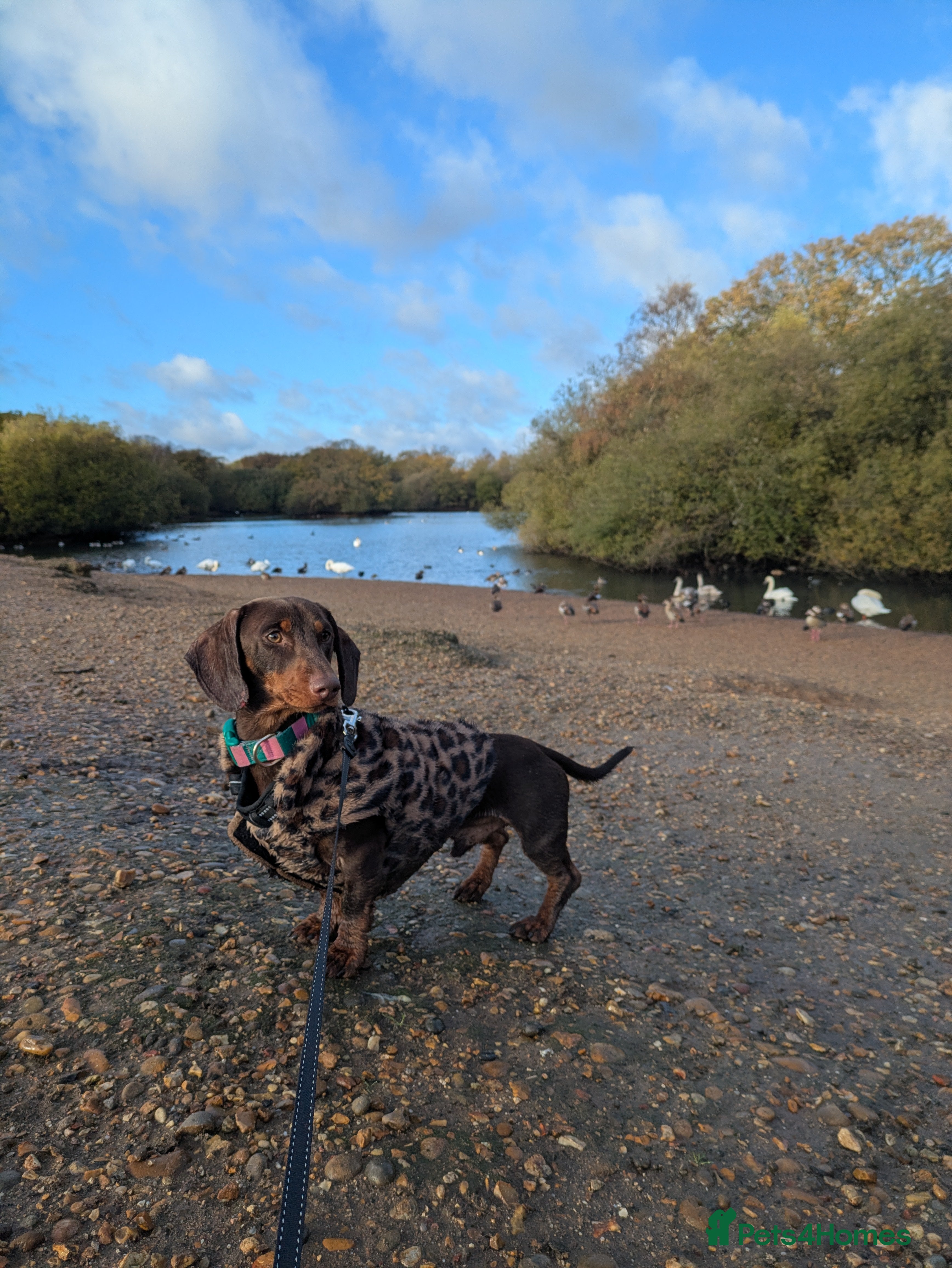 Dachshund dogs Dachshund for sale - Advert 1