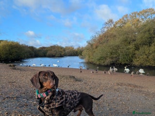 Dachshund dogs Dachshund for sale - Advert 1