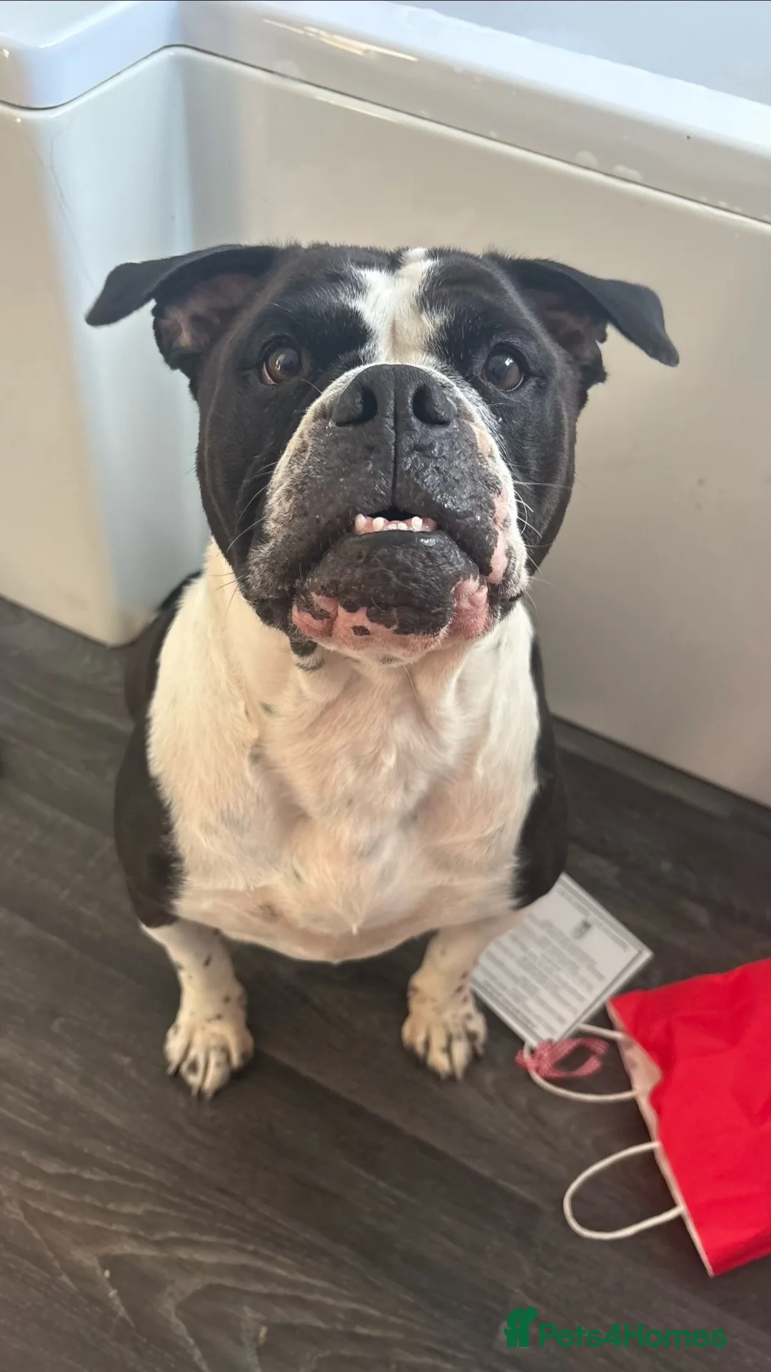 English Bulldog dogs for sale: Old English bulldog  - Advert 1