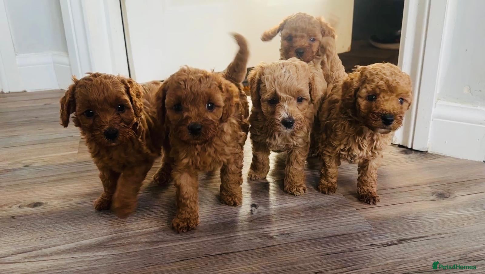 Cavapoo dogs Cavapoos Extensive DNA & Heart tested - Advert 2
