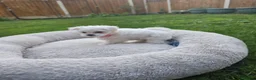 Maltese dogs for sale: Adorable Maltese Puppies Looking for Forever Homes - Advert 11