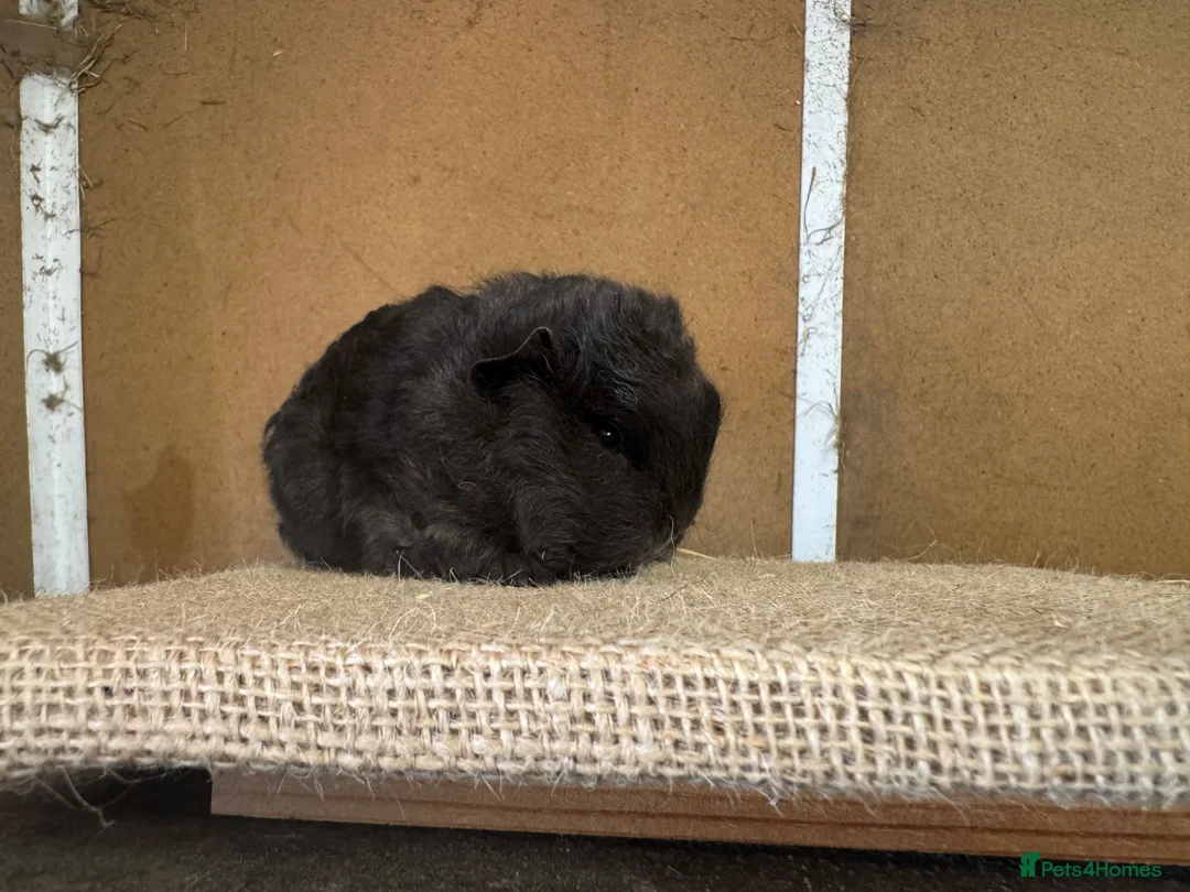 Guinea Pig rodents for sale: Bonded Swiss guinea pig boars - Advert 2