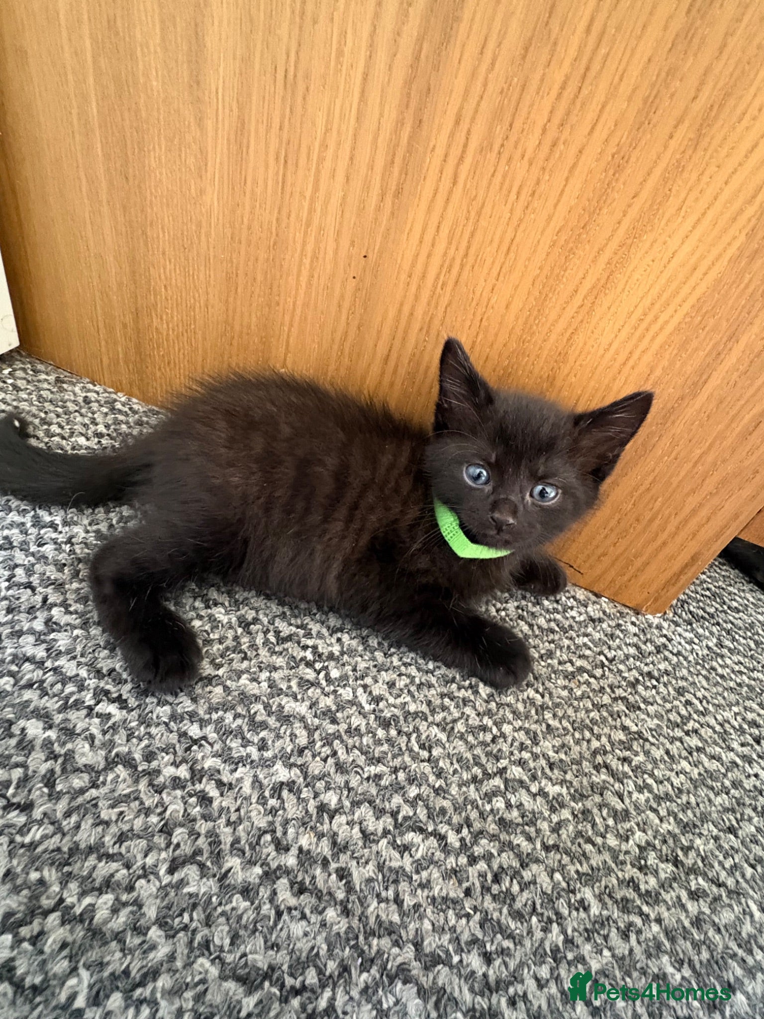 Mixed Breed cats 4 gorgeous black kittens ready now (last 1 left) - Advert 15