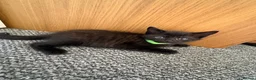 Mixed Breed cats for sale: 4Beautiful kittens looking for their forever home  - Advert 8