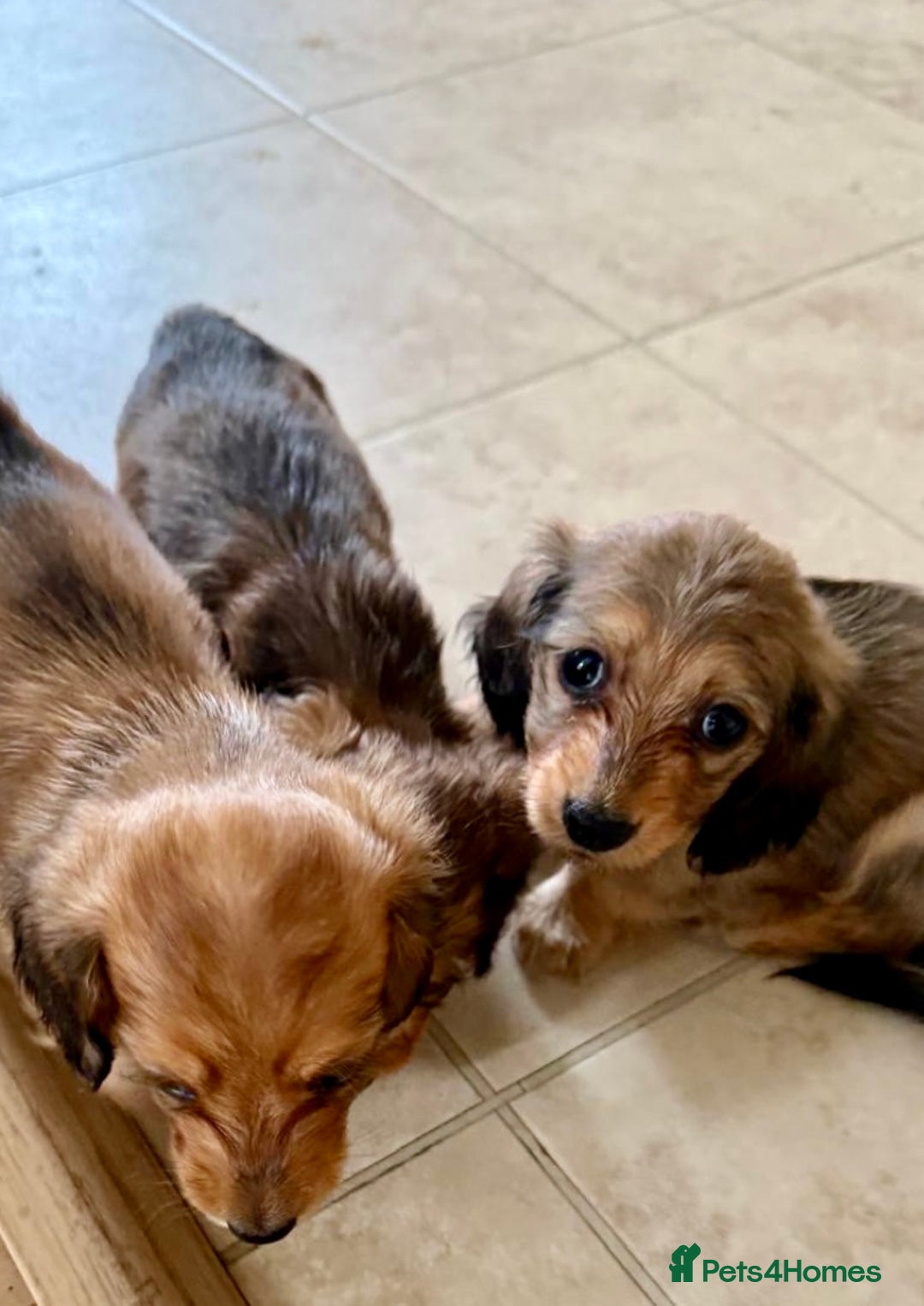 Miniature Dachshund dogs for sale: UPDATED PHOTOS - Long Haired Miniature Dachshunds  - Image 20