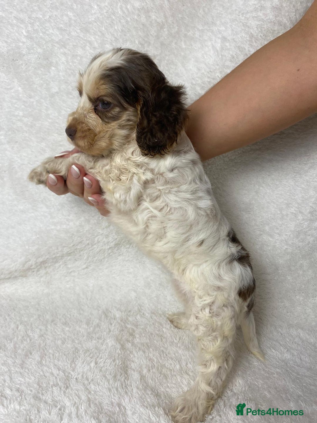 Cocker Spaniel dogs for sale: Show type cocker spaniels  - Image 6