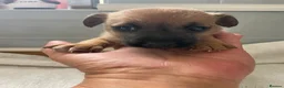 Jack Russell dogs for sale: Beautiful Jack Russell puppies  - Advert 25