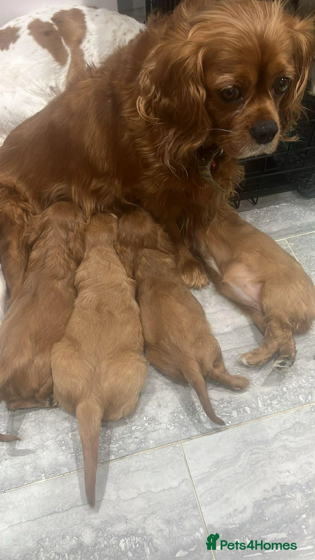 Cavalier King Charles Spaniel dogs for sale: 6 beautiful Cavalier King Charles puppy’s  - Advert 7