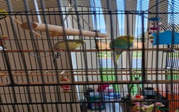 Budgerigars birds for sale: 2 male budgies  - Image 2