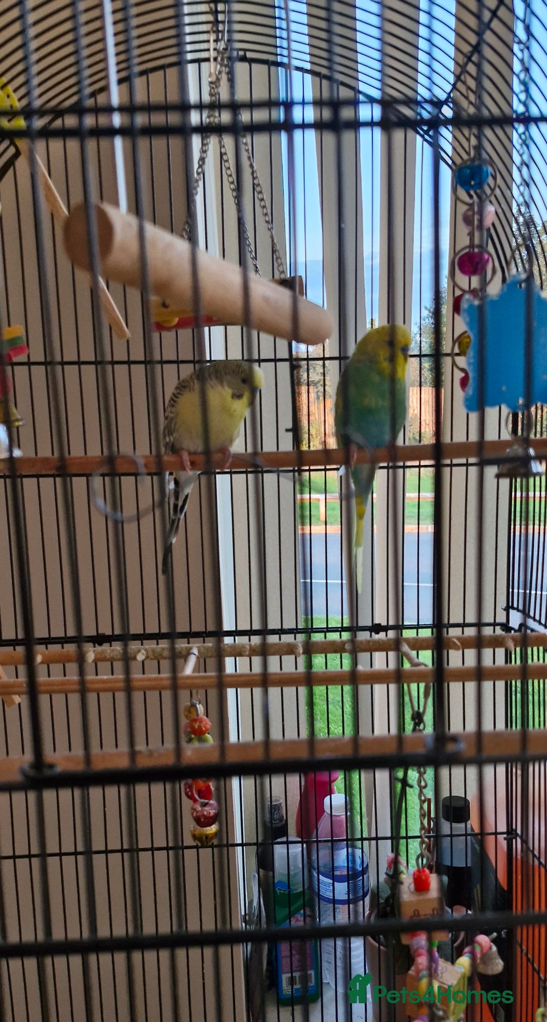 Budgerigars birds for sale: 2 male budgies  - Image 2