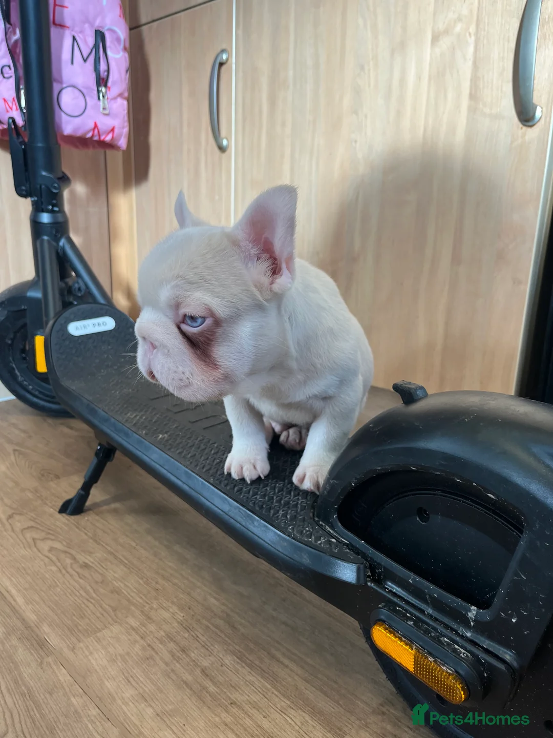 French Bulldog dogs for sale: French bulldog full pink, blue tan pink carrier  - Advert 22
