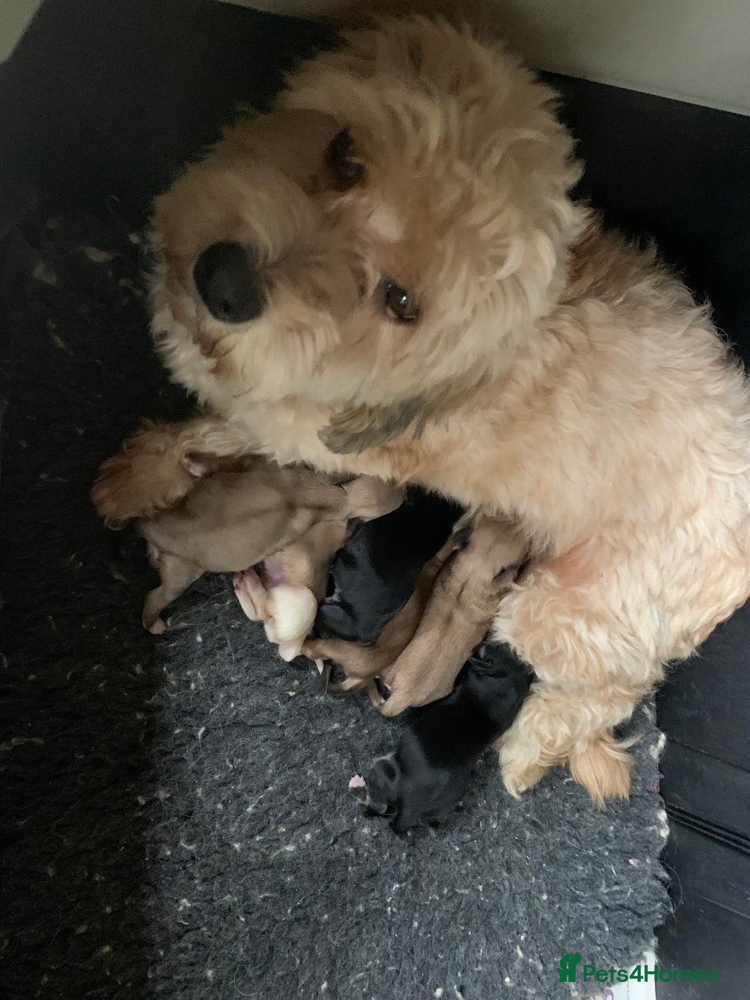 Havanese dogs for sale: Fabulous Havanese Puppies - Advert 11