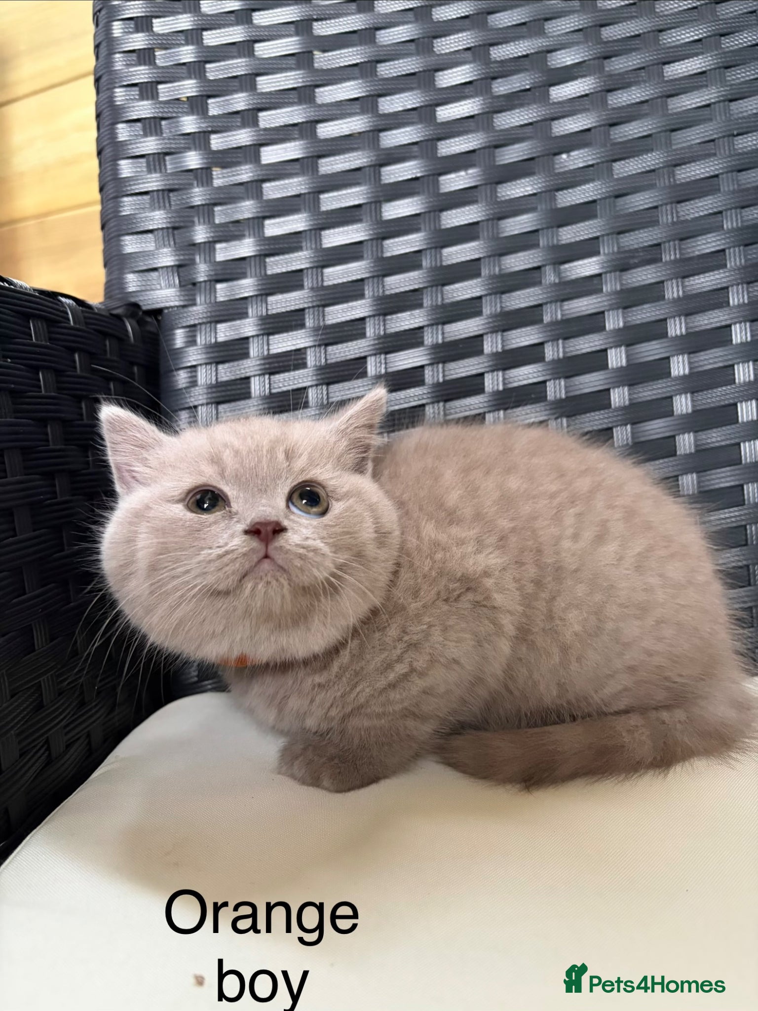 British Shorthair cats Beautiful pedigree British Shorthair kittens - Advert 1