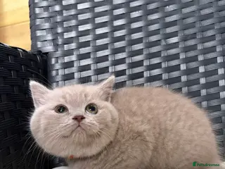 British Shorthair cats Beautiful pedigree British Shorthair kittens - Advert 1