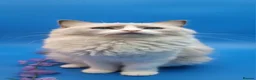 Ragdoll cats for sale: Beautiful GCCF Registered Ragdoll Boys - Advert 12
