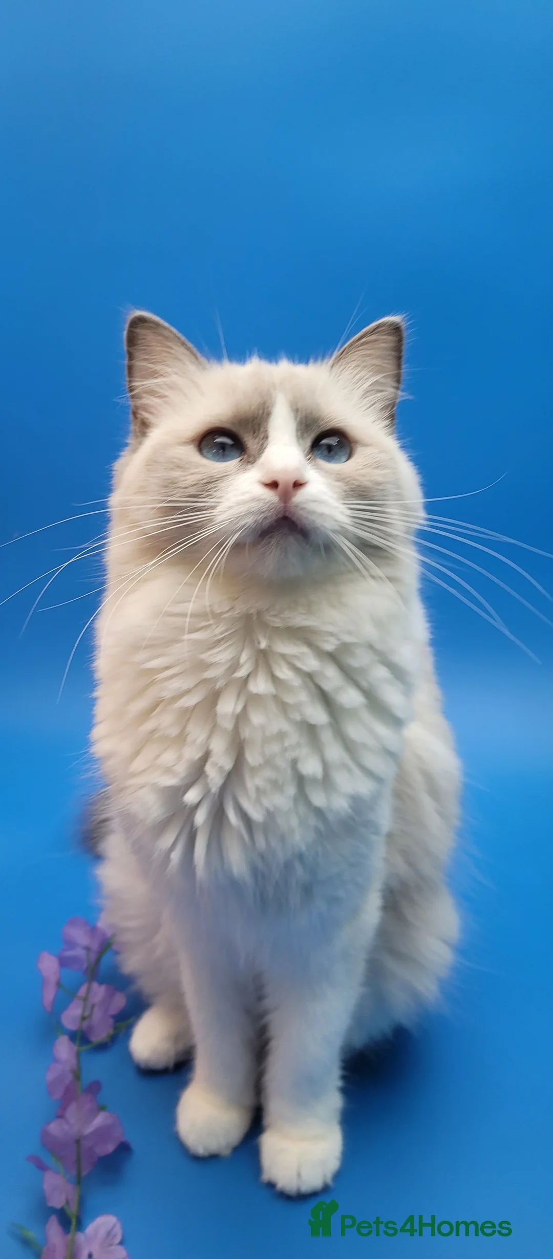 Ragdoll cats for sale: Beautiful GCCF Registered Ragdoll Boys - Advert 12