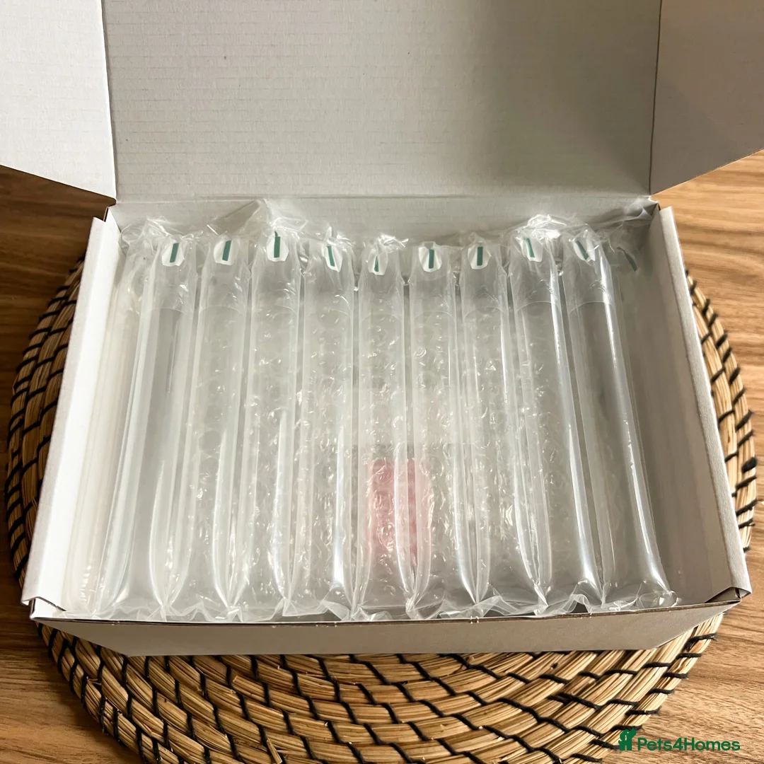 Quail poultry for sale: Chinese Painted (button) Quail Eggs 12 + EXTRAS - Advert 8