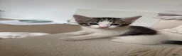 Mixed Breed cats for sale: 4 gorgeous kittens for sale  - Advert 4
