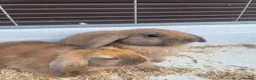 Mini Lop rabbits for sale: Beautiful Mini Lop Bunnies  - Advert 5