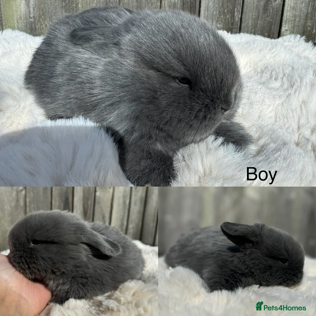 Mini Lop rabbits for sale: mini lop babies  - Advert 2