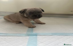 French Bulldog dogs for sale: Champion line fluffy kc French bulldog top quality - Image 9