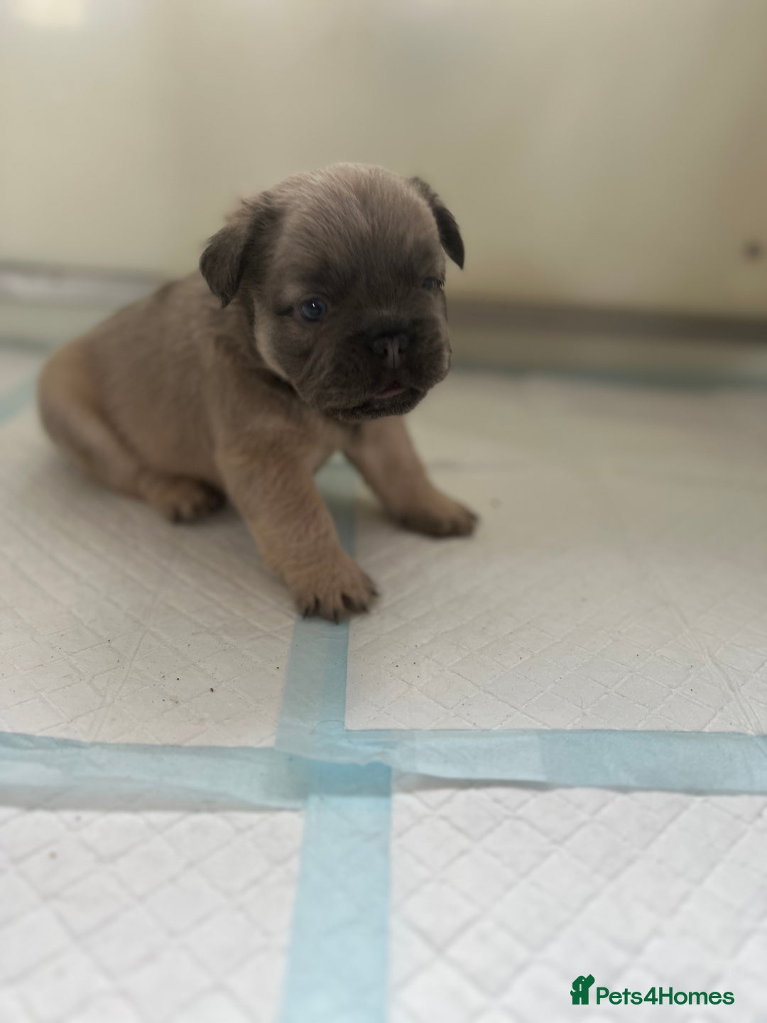 French Bulldog dogs for sale: Champion line fluffy kc French bulldog top quality - Image 9