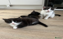 Ragdoll cats for sale: Ragdoll cross  - Image 5