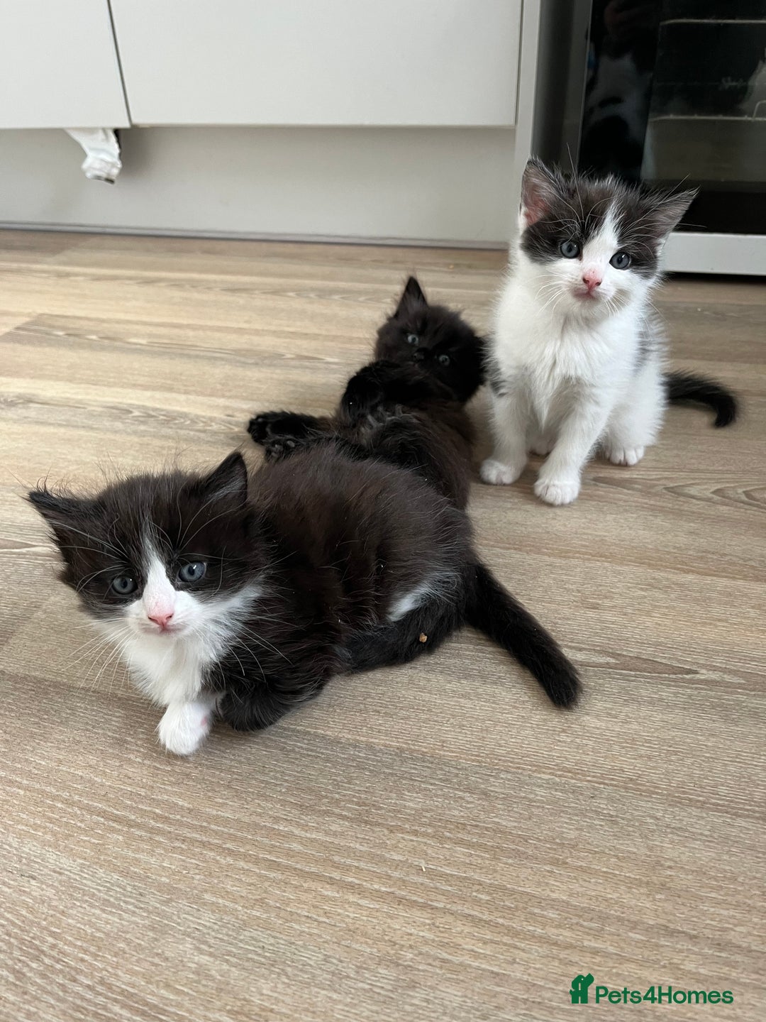 Ragdoll cats for sale: Ragdoll cross  - Image 5