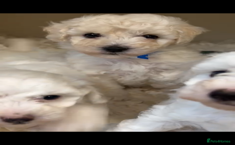 Maltipoo dogs - Advert 12