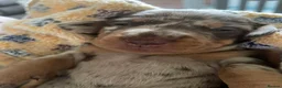 Miniature Dachshund dogs for sale:  Miniature Dachshunds puppies  in Witney - Advert 11