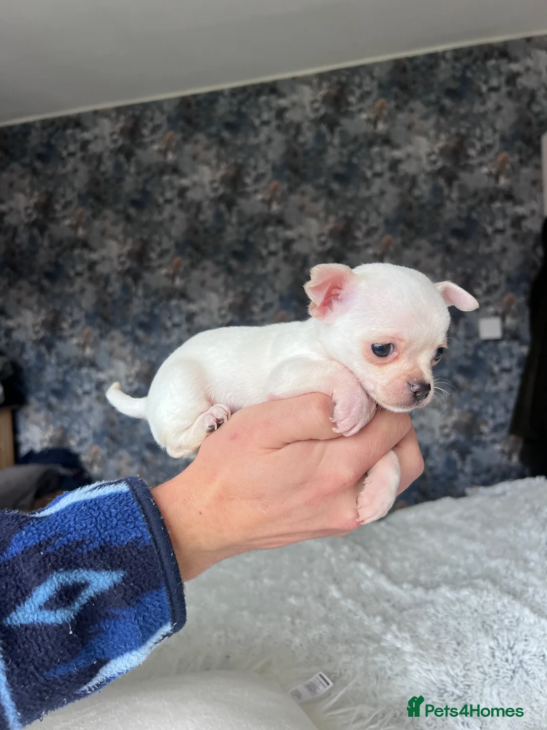 Chihuahua dogs for sale: Short coat chihuahuas available 🐾💓🐶 - Advert 19