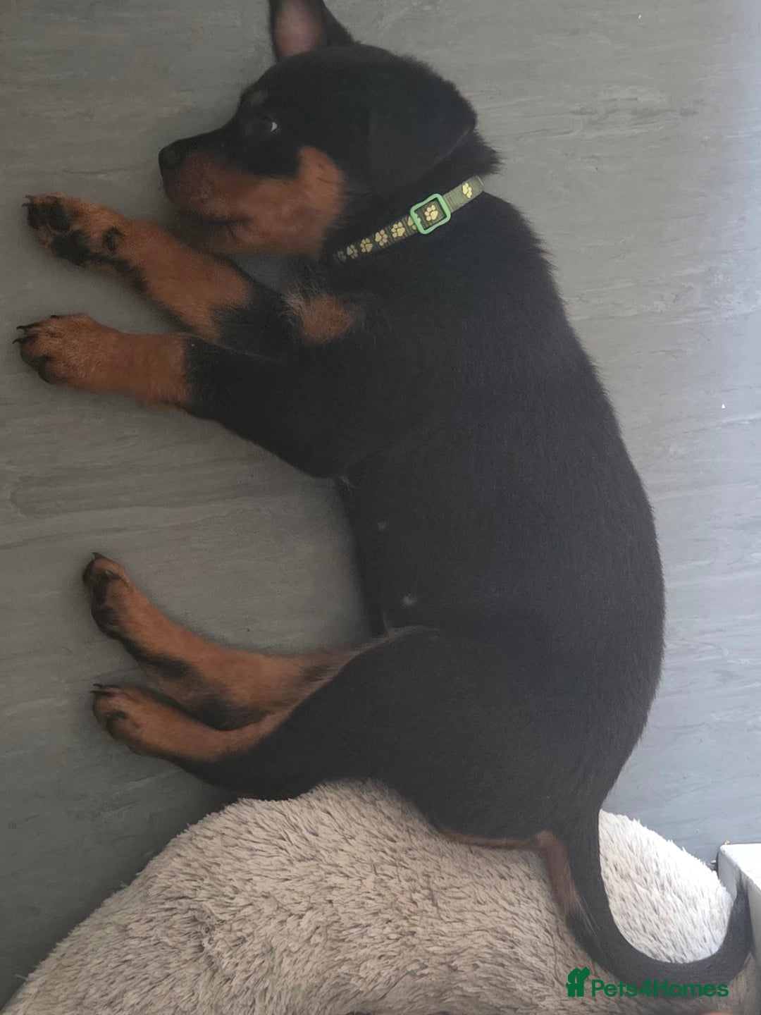 Rottweiler dogs for sale: Indie & dozer puppies  - Advert 6