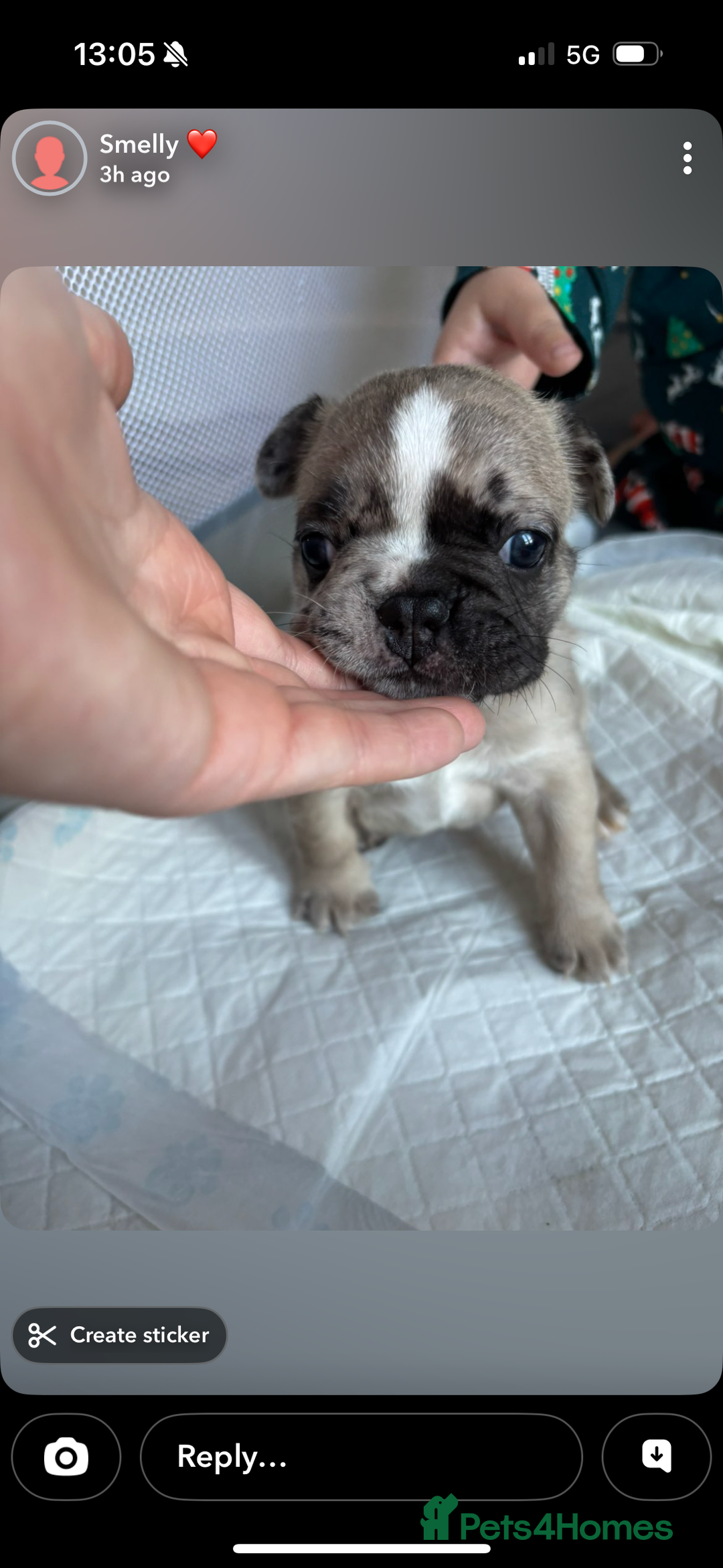 French Bulldog dogs for sale: Last in the litter looking for his new home  - Advert 9