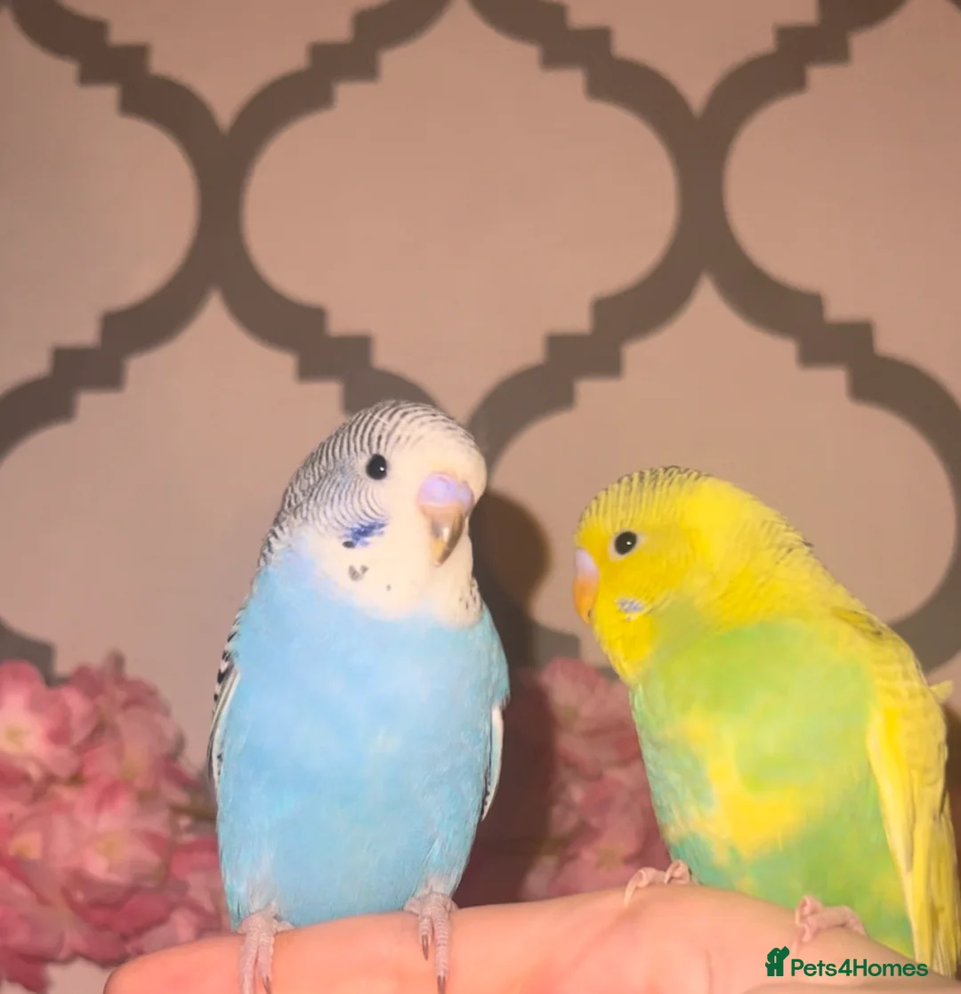 Budgerigars birds for sale: Silly Tame Baby Budgies - Advert 2