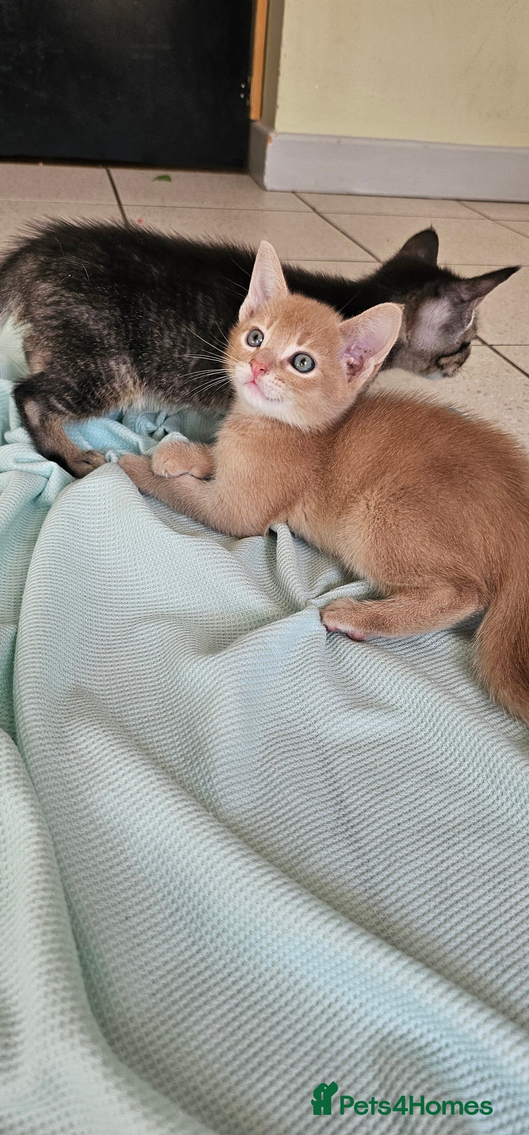 Abyssinian cats for sale: Abyssinian and Bengal x kittens 😻 - Image 26