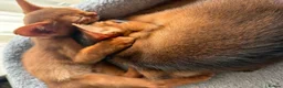 Abyssinian cats for sale: Pedigree Abyssinian boy for sale  - Advert 9