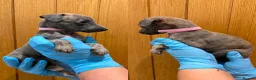 Whippet dogs for sale: STUNNING BLUE KC WHIPPETS in Houghton le Spring - Advert 10