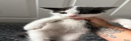 Mixed Breed cats for sale: 4 beautiful kittens ❤️ - Advert 6