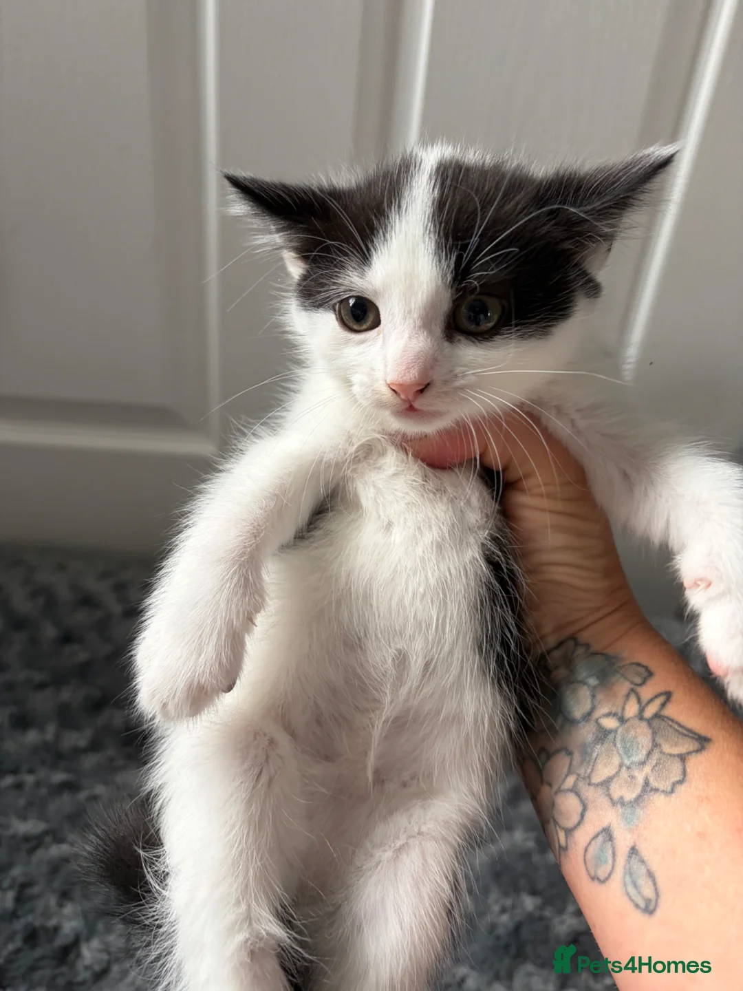 Mixed Breed cats for sale: 4 beautiful kittens ❤️ - Advert 6