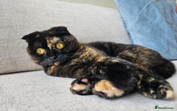 Scottish Fold cats for sale: Tortie girl, wonderful personality, 1.5years old - Advert 10