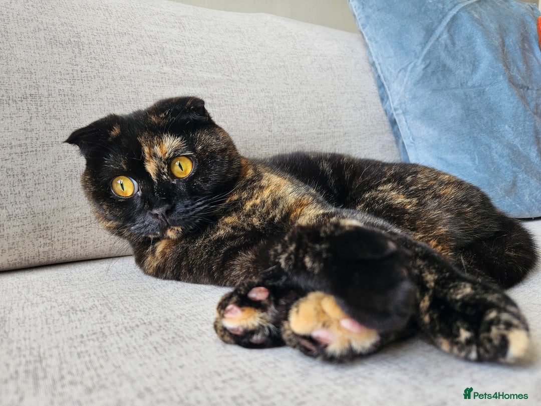 Scottish Fold cats for sale: Tortie girl, wonderful personality, 1.5years old - Advert 10